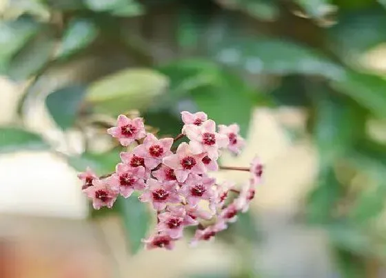 植物常识问题|球兰生长慢需要注意哪些养护方法