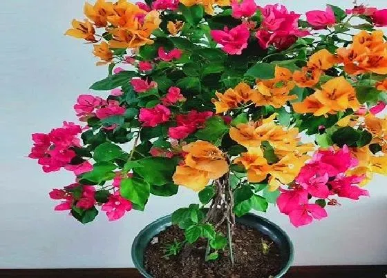 植物常识问题|三角梅换盆有哪些需要注意的事项