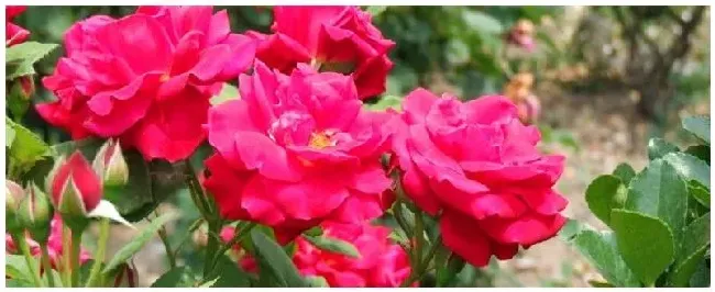 玫瑰花的特点和外貌 | 三农问答