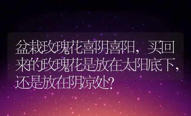 盆栽玫瑰花喜阴喜阳,买回来的玫瑰花是放在太阳底下，还是放在阴凉处？ | 养殖常见问题