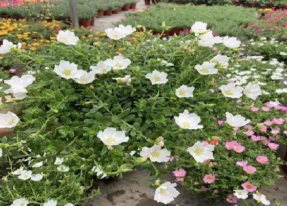 植物常识问题|夏天如何让太阳花爆满盆