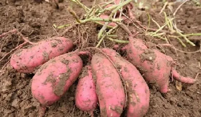 植物常识问题|红薯立夏后还能栽吗（红薯苗什么时候栽种合适）