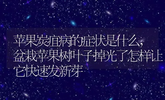 苹果炭疽病的症状是什么,盆栽苹果树叶子掉光了怎样让它快速发新芽 | 养殖常见问题