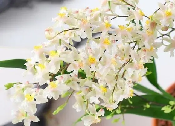 植物常识问题|根少的兰花如何处理恢复的快