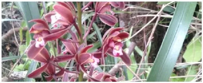 蜜蜂兰种植注意事项 | 农业问题