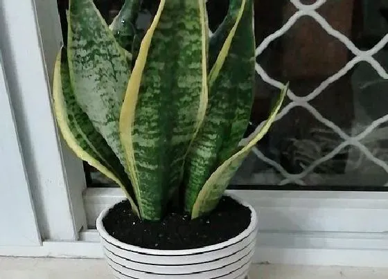 植物常识问题|虎皮兰如何养护长得又快又壮又好看