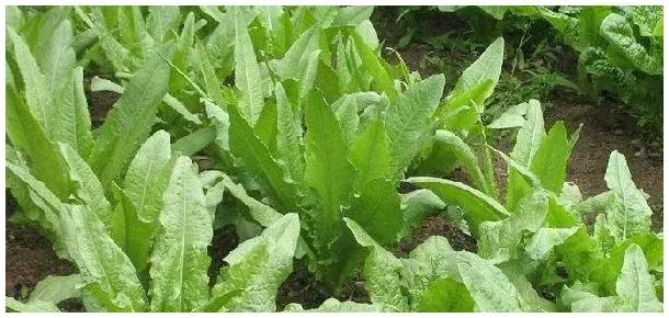 油麦菜露天怎样播种 | 科普知识