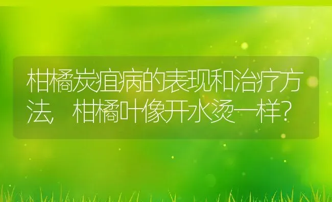 柑橘炭疽病的表现和治疗方法,柑橘叶像开水烫一样？ | 养殖常见问题