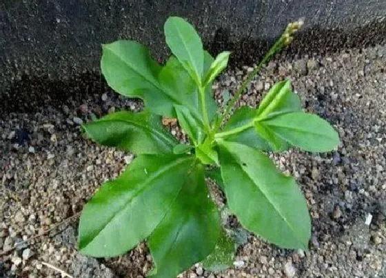 植物常识问题|山参和人参的区别