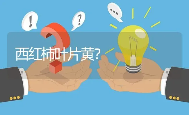 西红柿叶片黄? | 养殖问题解答