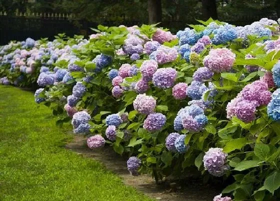 植物常识问题|绣球花开花后怎么防止虫害