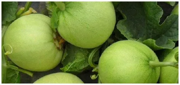 甜瓜种植技术与管理 | 科普知识