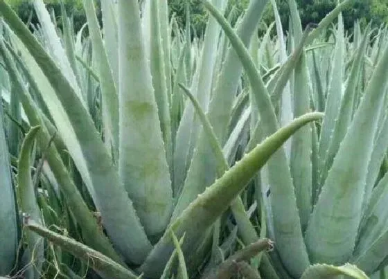 植物常识问题|芦荟如何养护生长旺盛