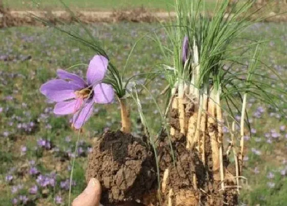 植物常识问题|前景好的十大种植作物不愁销路 种什么作物经济价值高