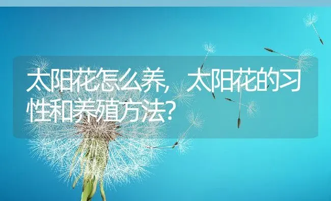 太阳花怎么养,太阳花的习性和养殖方法？ | 养殖常见问题