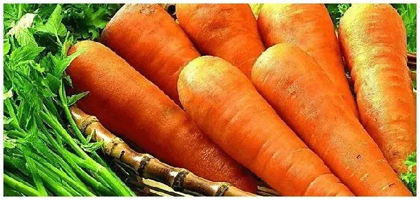 北方胡萝卜种植时间 | 生活常识