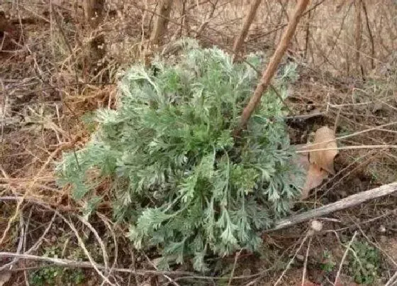 植物常识问题|茵陈与艾草的区别图片