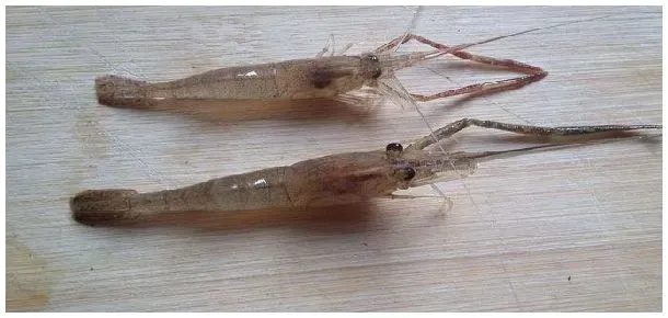 淡水青虾虾苗繁殖技 | 科普知识