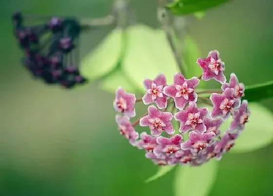 植物常识问题|球兰生长慢需要注意哪些养护方法