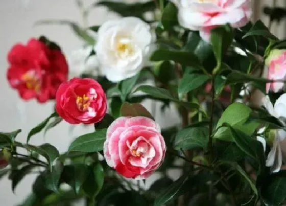 植物常识问题|茶花生长新芽时如何养护新枝壮实花苞多