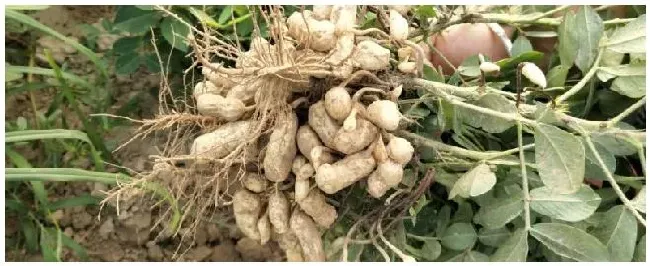 花生专用肥的最佳配方花生种植盖地膜好还是不盖地膜好 | 科普知识