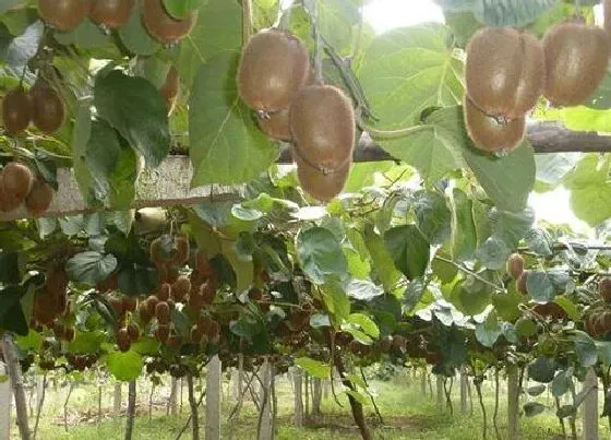 植物常识问题|猕猴桃长在树上还是地上 一般长在哪里