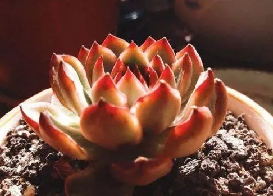 植物常识问题|多肉室内养护如何避免感染病虫害