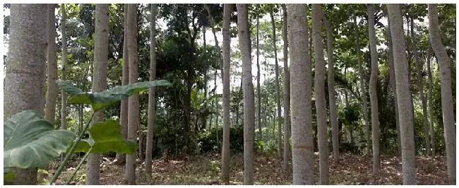 巴沙木中国可以种植吗 | 三农问答