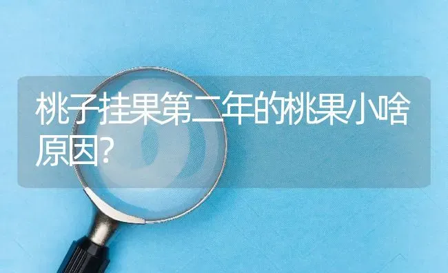 桃子挂果第二年的桃果小啥原因? | 养殖问题解答