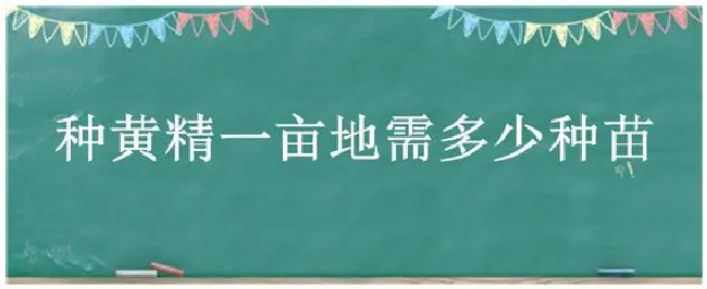 种黄精一亩地需多少种苗 | 生活常识