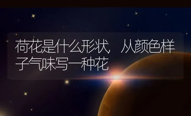 荷花是什么形状,从颜色样子气味写一种花 | 养殖常见问题