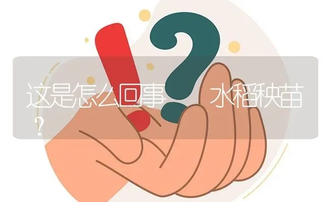 这是怎么回事  水稻秧苗? | 养殖问题解答