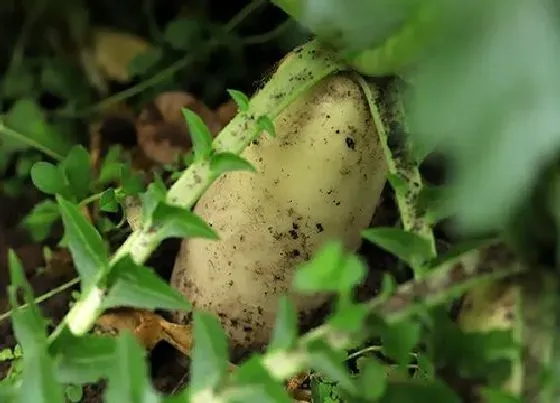 植物常识问题|萝卜在什么时间种植合适（萝卜适合种植和收获的时间）