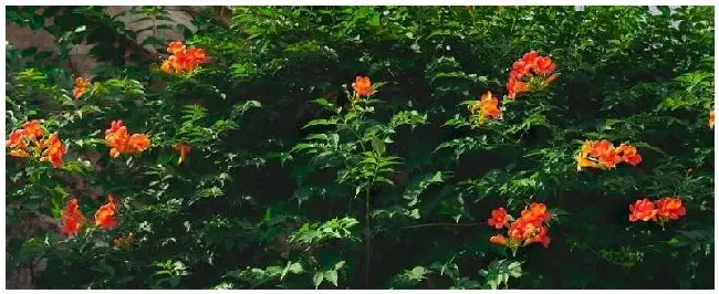 凌霄花种植注意事项 | 农业问题