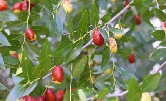 植物常识问题|枣树嫁接时间几月份最适合（枣树嫁接时间和方法详解）