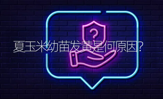 夏玉米幼苗发黄是何原因? | 养殖问题解答
