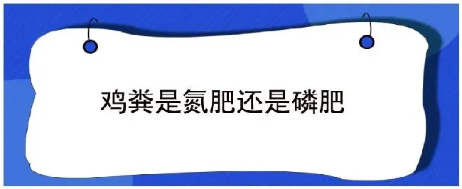 鸡粪是氮肥还是磷肥 | 农业答疑