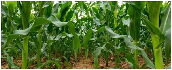 玉米分叉会减产吗 | 农业答疑