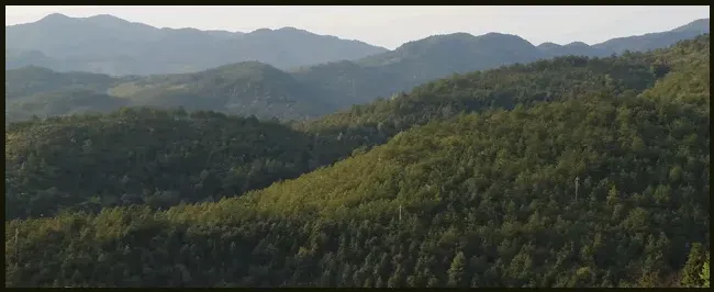 狸花猫多少钱一只 | 生活常识