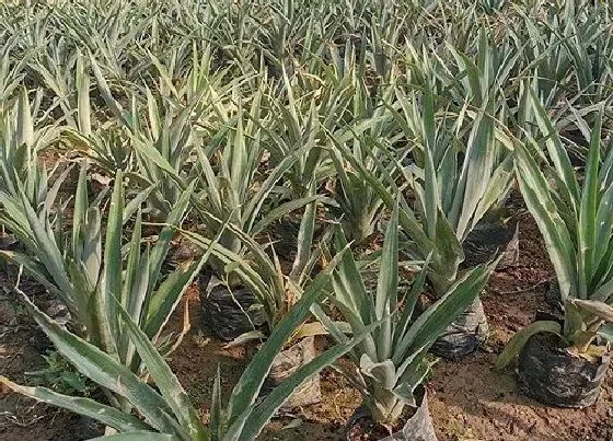 植物常识问题|菠萝长在树上还是地上 长在哪里（图片）