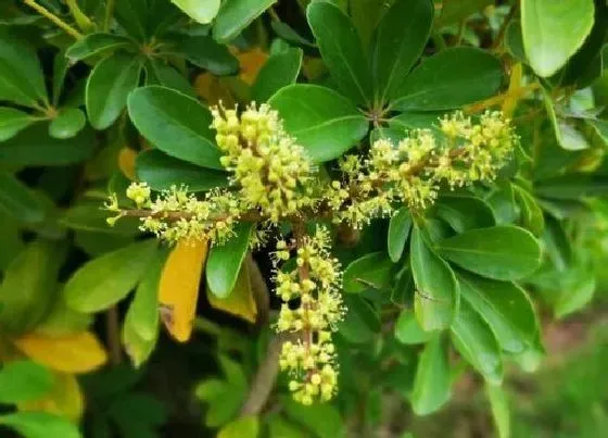 植物常识问题|鹅掌藤和鹅掌柴的区别