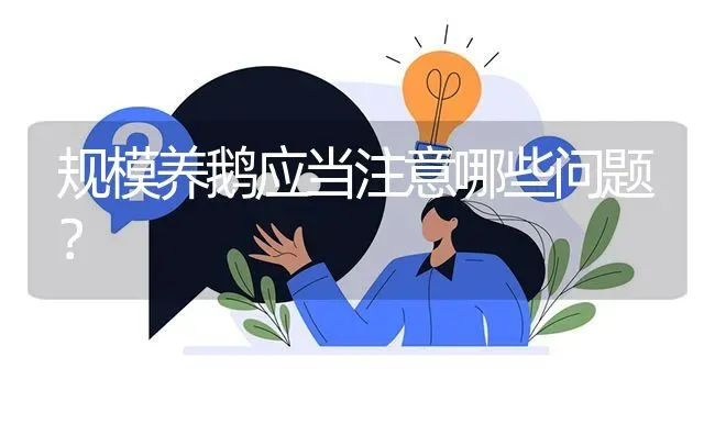 规模养鹅应当注意哪些问题? | 养殖问题解答