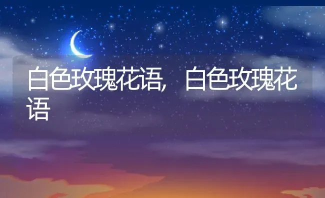 白色玫瑰花语,白色玫瑰花语 | 养殖常见问题