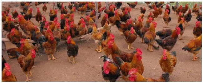 肉鸡后期肠道药有哪些 | 科普知识