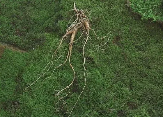 植物常识问题|山参和人参的区别