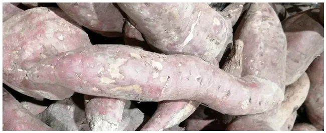红薯高产绝招 | 农业问题