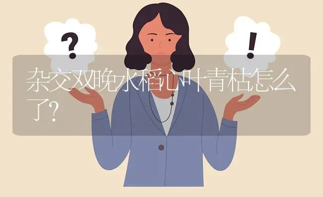 杂交双晚水稻心叶青枯怎么了? | 养殖问题解答