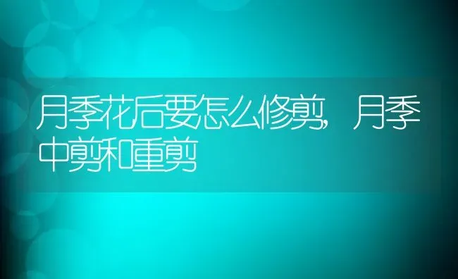 月季花后要怎么修剪,月季中剪和重剪 | 养殖常见问题