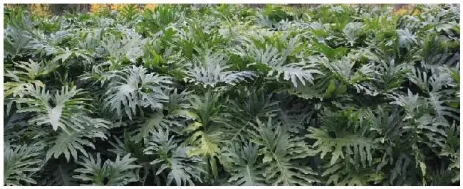 龟背竹种植注意事项 | 三农答疑