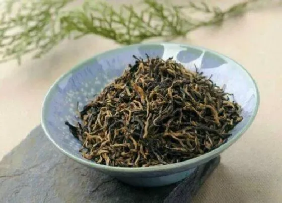 植物常识问题|金骏眉属于什么茶系  喝了金骏眉茶叶的功效好处